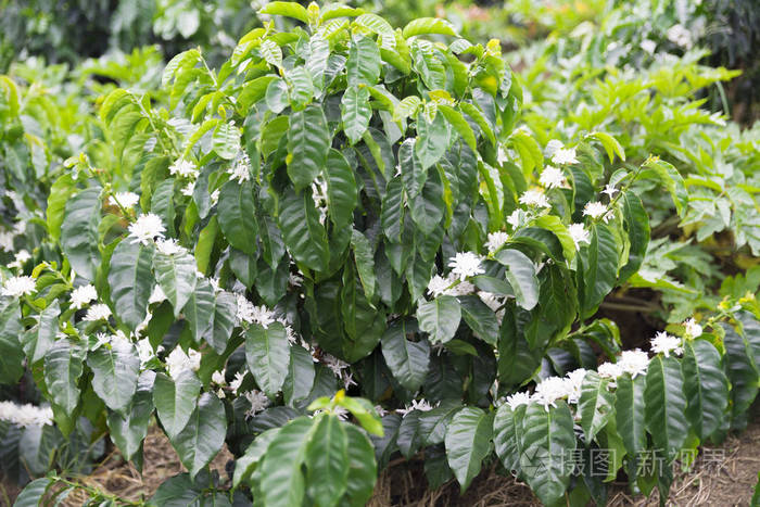 有机咖啡树开花