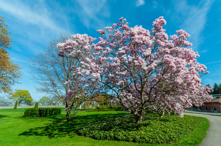 五月树五月份,尼亚加拉大瀑布的玉兰树摄影图