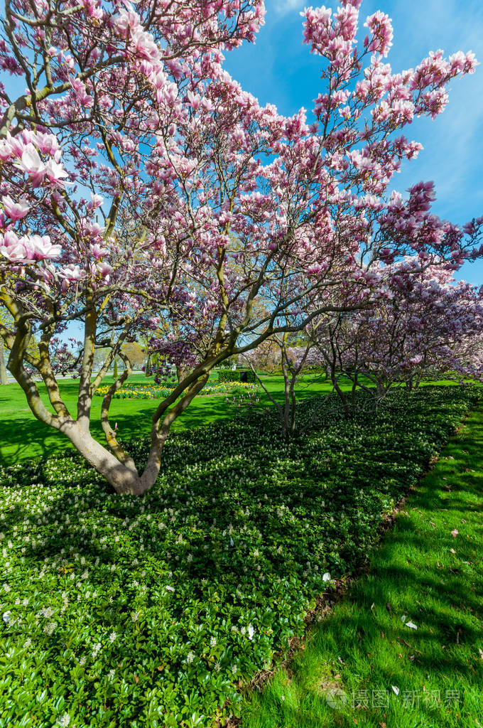 五月份,尼亚加拉大瀑布的玉兰树