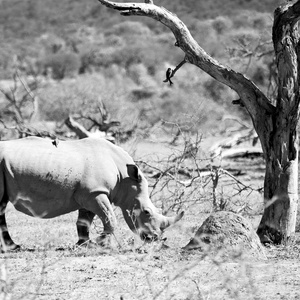 在南非野生动物保护区和犀牛图片