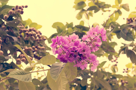 树上的紫百合科花, 复古的照片