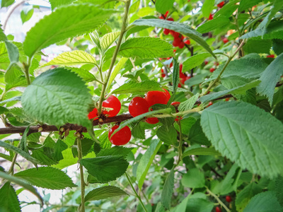 红色南京布什樱桃在一个花园