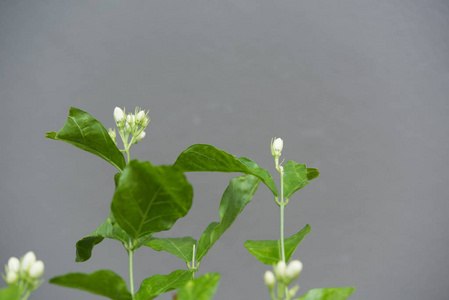 茉莉花和树在灰色的背景，软焦点