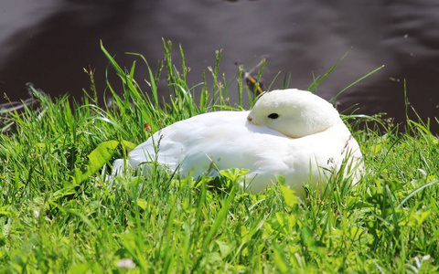 白鸭阿纳斯普拉里奇斯躺在加特契纳公园的湖岸