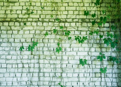 砖墙与杂草丛生的常春藤