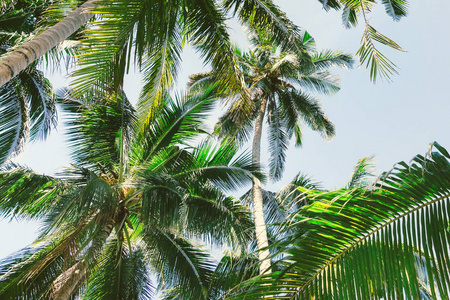 与热带棕榈树的美丽背景。查看从下面向上在天空衬托的棕榈树上。在阳光下的棕榈树。天堂设计横幅背景