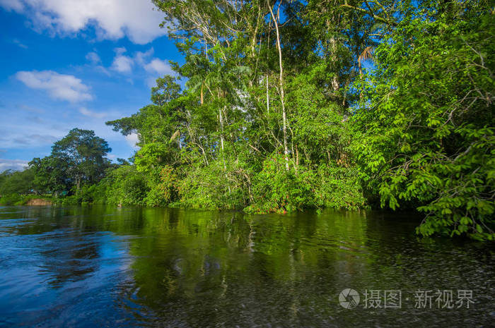 茂密的植被在亚马逊雨林中cuyabeno野生动物自然保护区国家公园南美洲