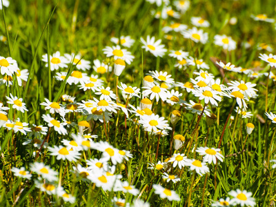 春天草地上的一大群雏菊