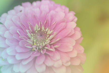淡色的粉红色的花在柔软的苯乙烯颜色调整