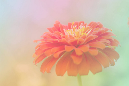 淡色的粉红色的花在柔软的苯乙烯颜色调整