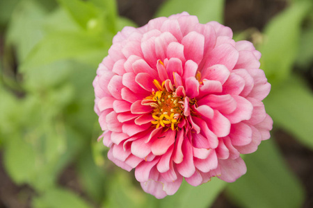 zinnia elegans 特写粉红色的花在花园里用作 bac