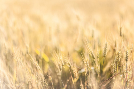 农业背景与低太阳 bac 的成熟金黄射线