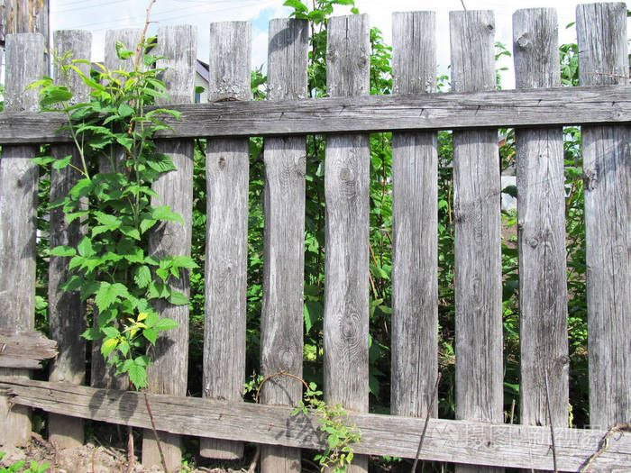 古老的木栅栏有一片绿色的树莓灌木