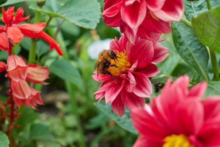 蜜蜂在花园里的大丽花