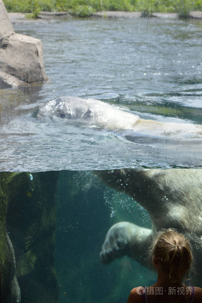 北极熊在水中游泳