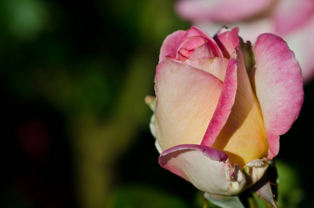 自然抽象 迷失在精致的玫瑰平缓褶皱