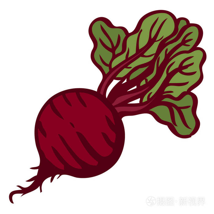 甜菜独立的对象白色背景向量