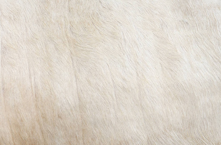 白头发牛皮肤真正的天然毛皮 文字的自由空间。牛皮关闭。白牛外套的纹理。白色的皮毛背景