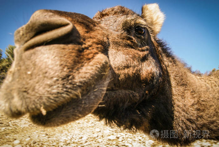 大的毛茸茸红骆驼的肖像