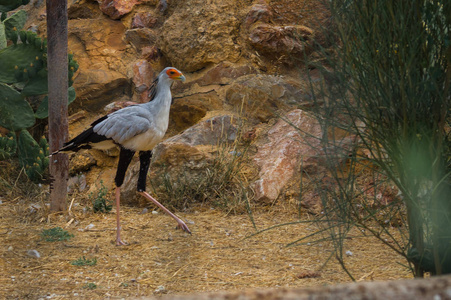 走在公园里,希腊的鸟司照片