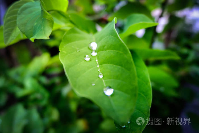 滴在早上在叶子上的露水