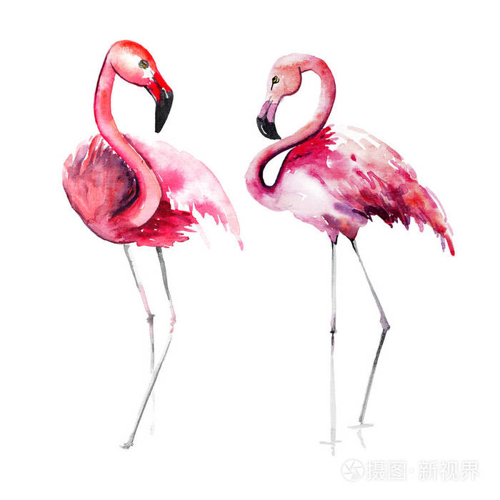 明亮可爱温柔温柔复杂奇妙热带夏威夷动物野生夏天海滩粉红色火烈鸟图案水彩手绘 完美的问候卡 纺织 壁纸照片 正版商用图片0yq7y1 摄图新视界