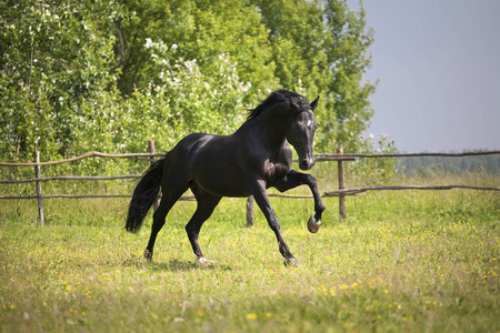 黑骏马运行上的绿草和绿树背景照片