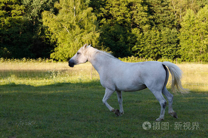 白马在春天牧场草甸中运行