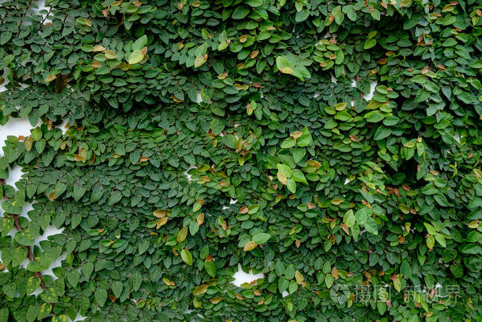 绿色的爬山虎植物抽象自然背景copyspace