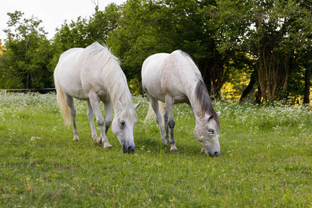两匹白马在春天草地上吃草