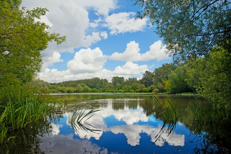 森林中的反射云的池塘。夏日风景