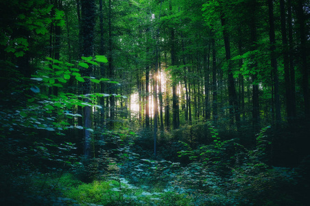 树林中闪耀的光芒图片