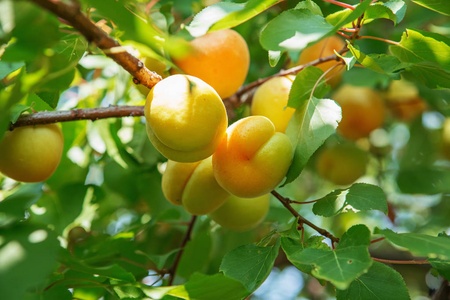 未成熟的杏子成熟的甜杏果实生长在果园的杏树枝上. 杏子成熟照片