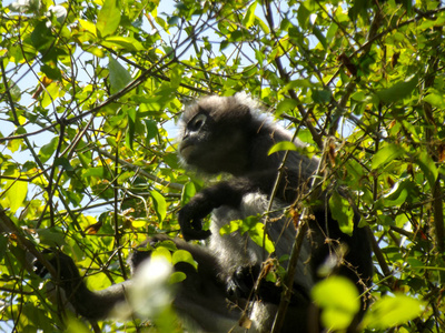 树上的 dusky langur