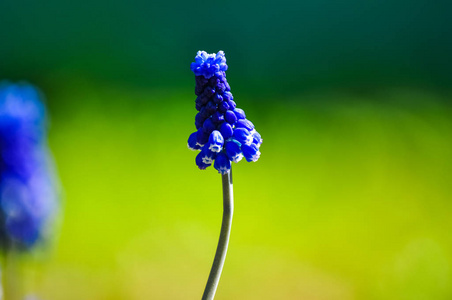 蓝色麝香花在草, 特写宏观照片