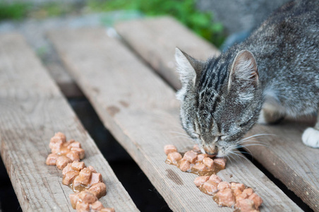 猫吃猫粮图片