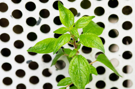 一种野生植物的细节