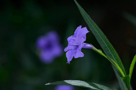 以花园中的红花花为背景