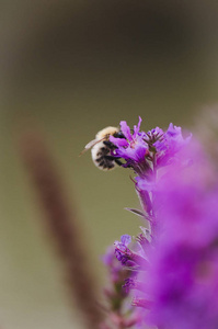 大黄蜂授粉紫色花