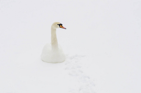 坐在雪地上的白色天鹅