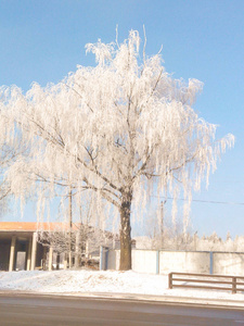 霜冬天雪冰树