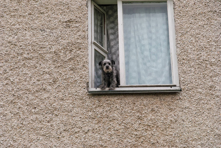 这只狗看着窗外