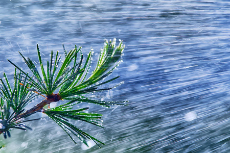植被背景上的雨-软焦点, 图像有用作为背景照片