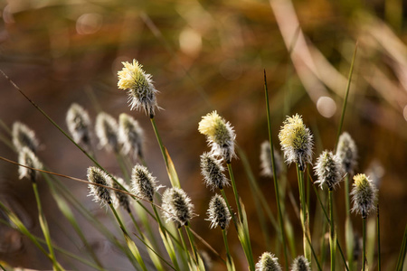 漂亮的兔子尾巴 cottongrass 在自然栖息地在早春