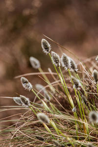 漂亮的兔子尾巴 cottongrass 在自然栖息地在早春