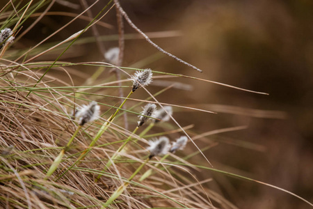 漂亮的兔子尾巴 cottongrass 在自然栖息地在早春