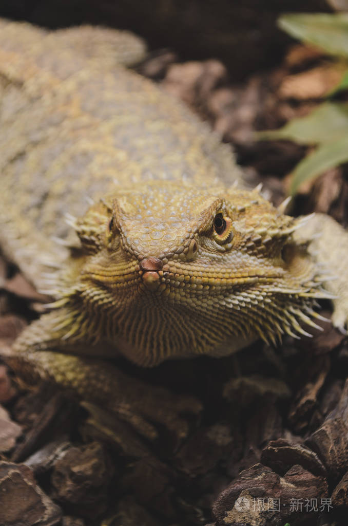 长胡子龙爬行动物宠物