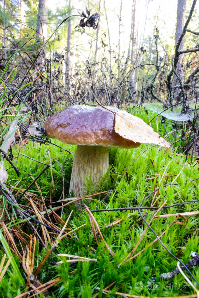 森林蘑菇夏天秋天早晨的光