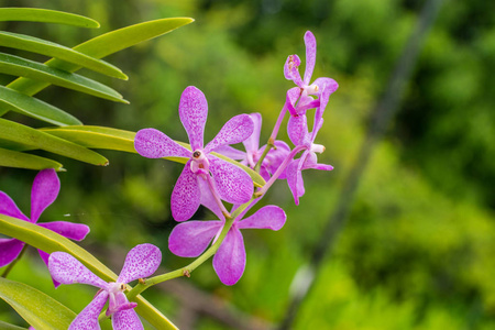 紫色兰花花