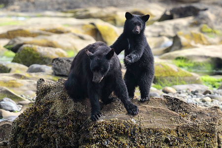 野生黑熊美洲熊和幼崽在河流和沿海捕鱼。 温哥华岛不列颠哥伦比亚省加拿大。